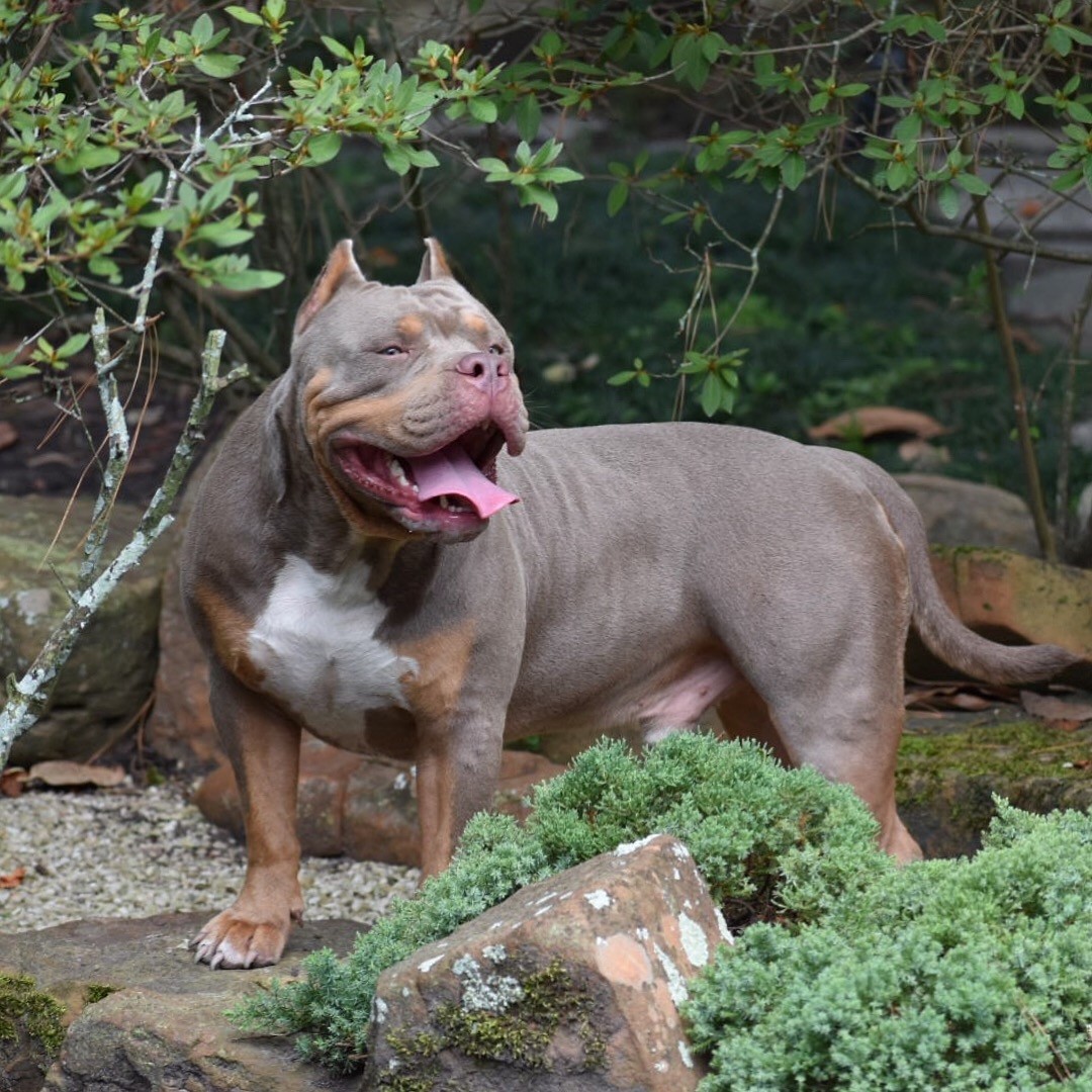 American Bully Puppies For Sale Houston, TX 281347. sale. bully. 