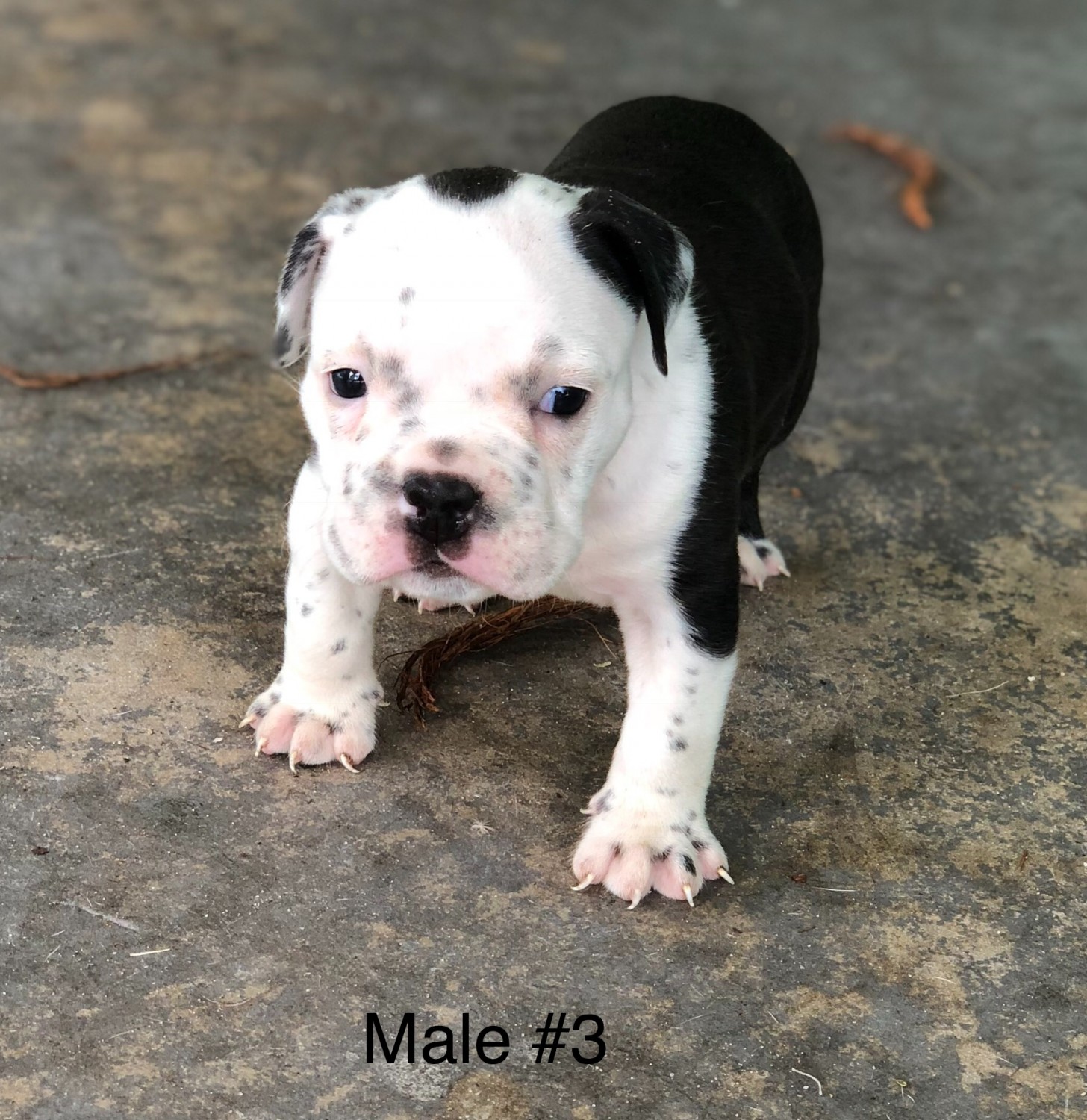 American Bully Puppies For Sale West Palm Beach, FL 283253