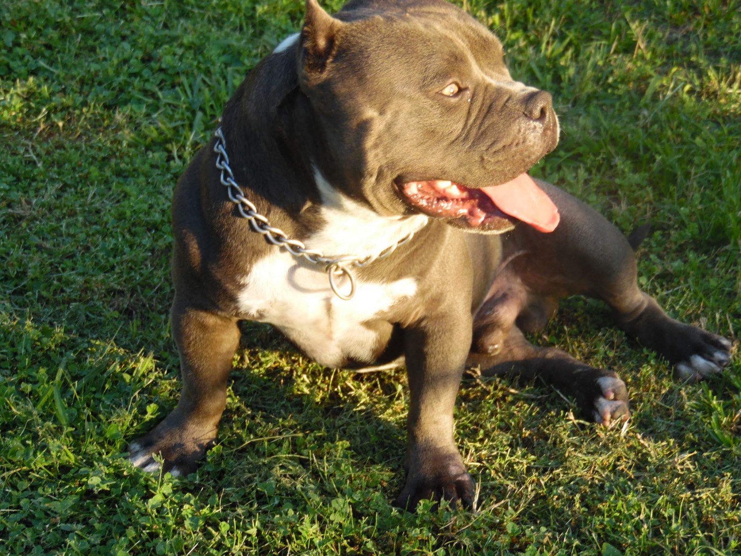 American Bully Puppies For Sale Miami, FL 283441