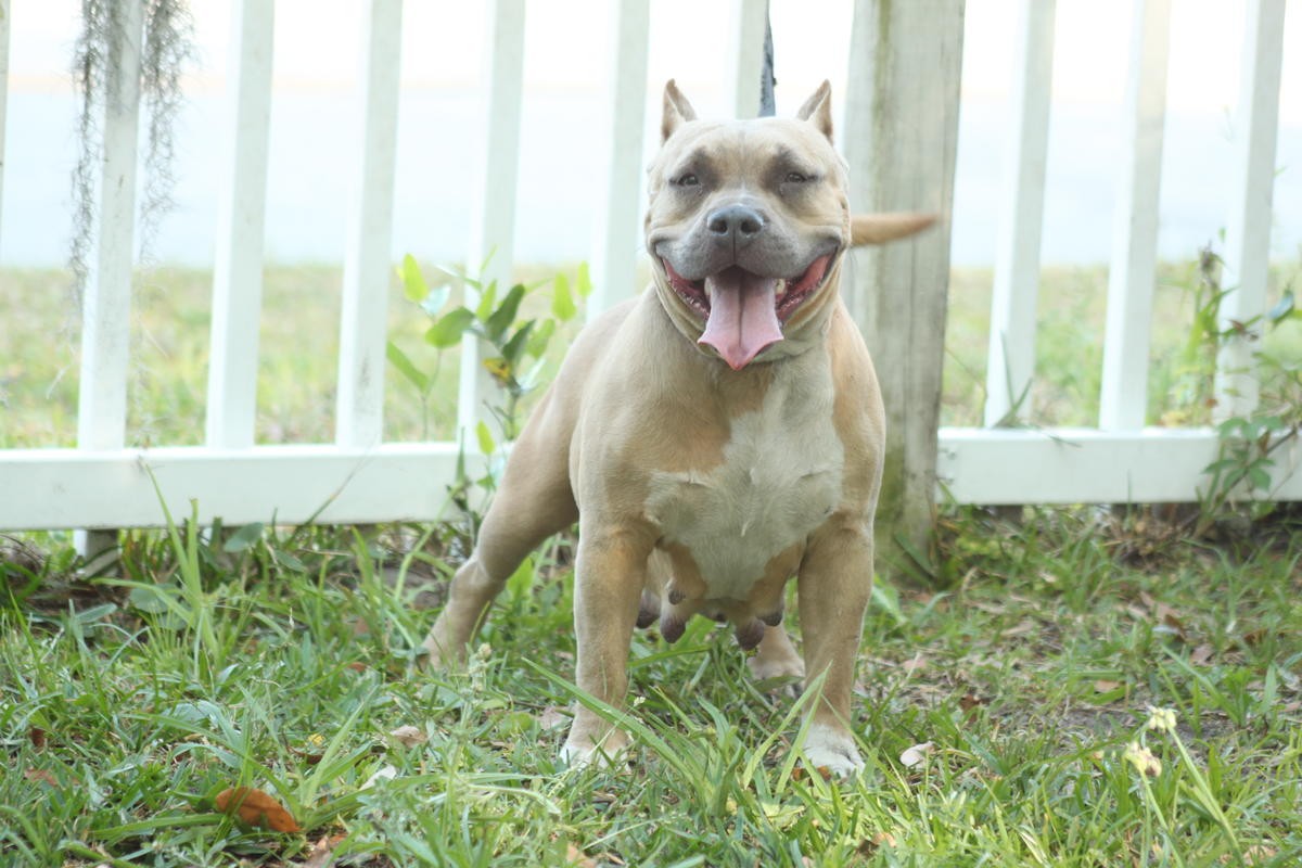 American Bully Puppies For Sale Jacksonville, FL 283549