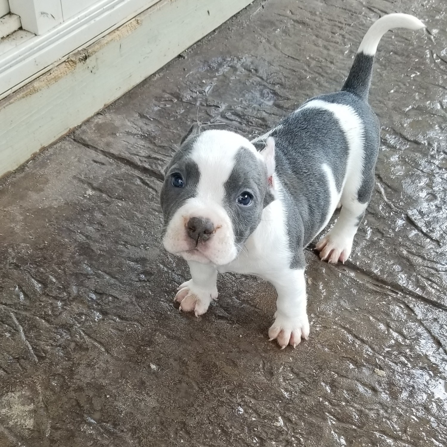 American Bully Puppies For Sale Raleigh, NC 282544