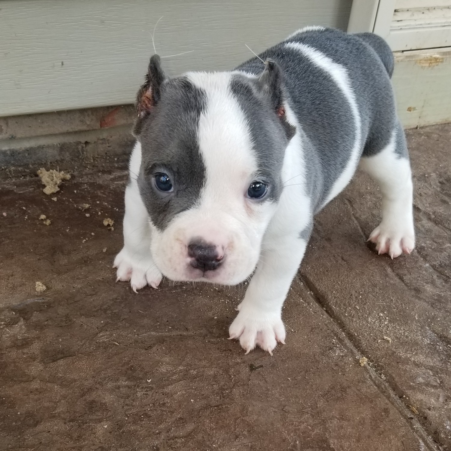 American Bully Puppies For Sale Raleigh, NC 283263