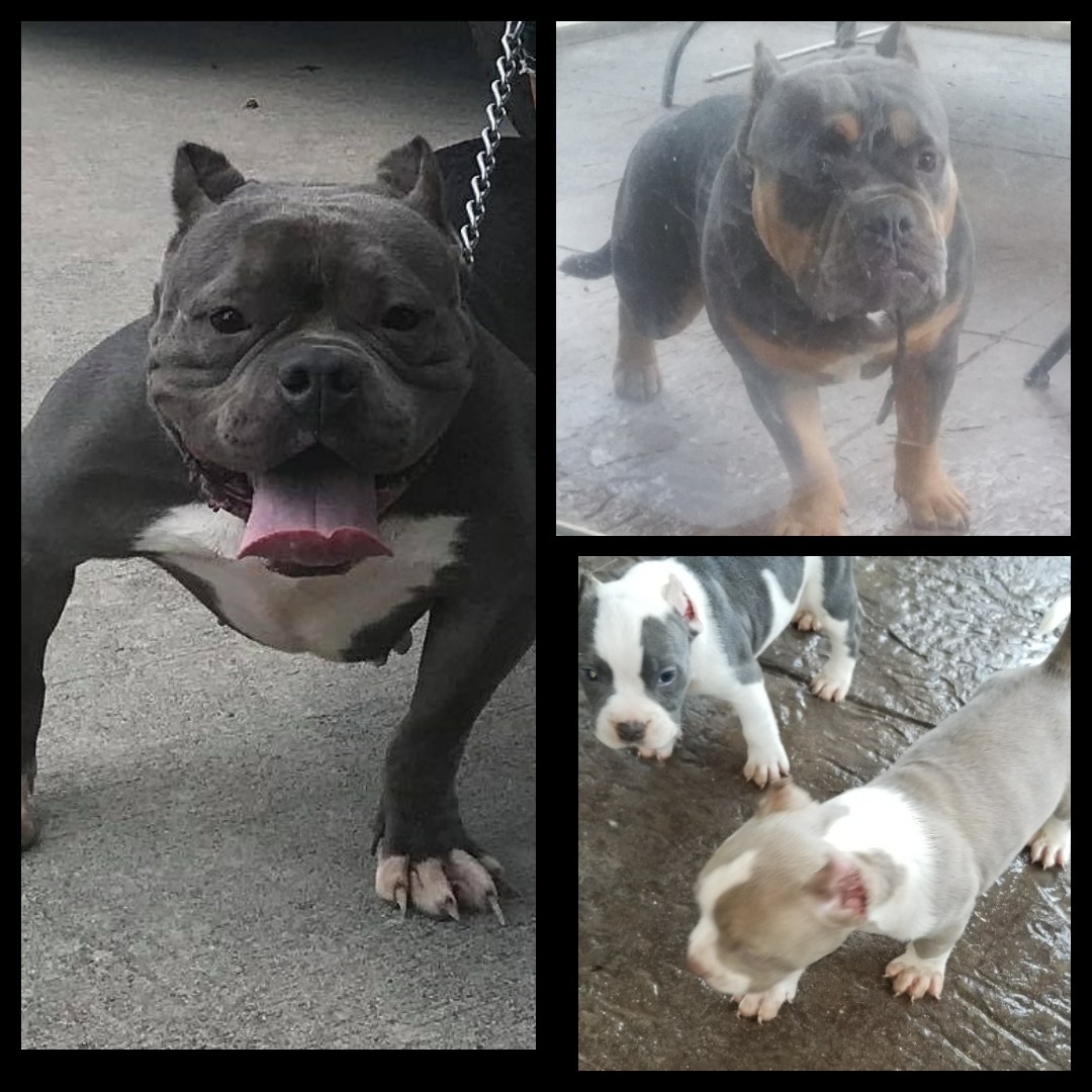 American Bully Puppies For Sale Raleigh, NC 283263