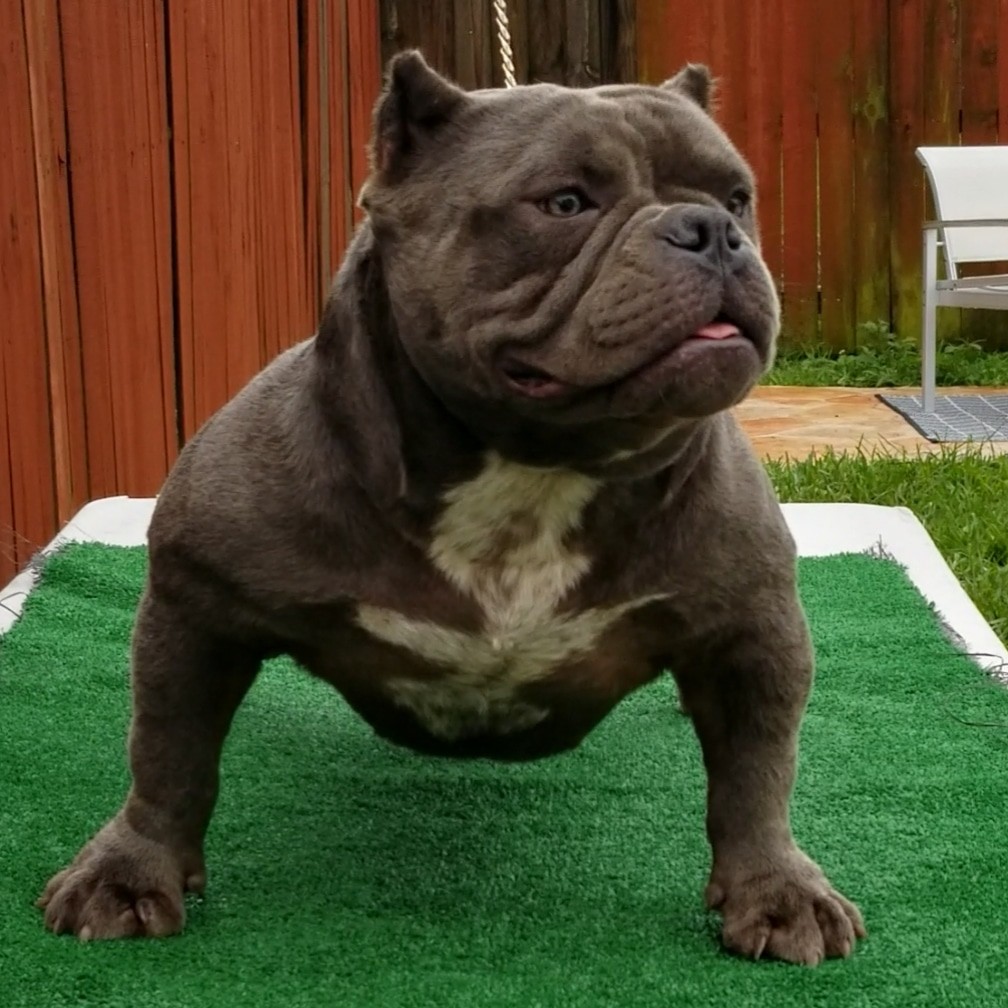 American Bully Puppies For Sale Coral Springs, FL 283781