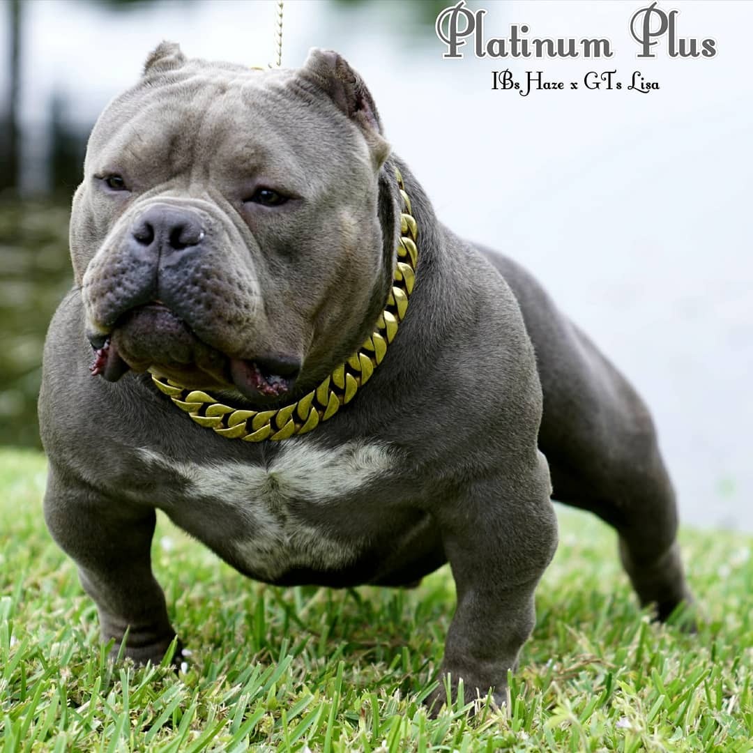 American exotic bully for sale.. 