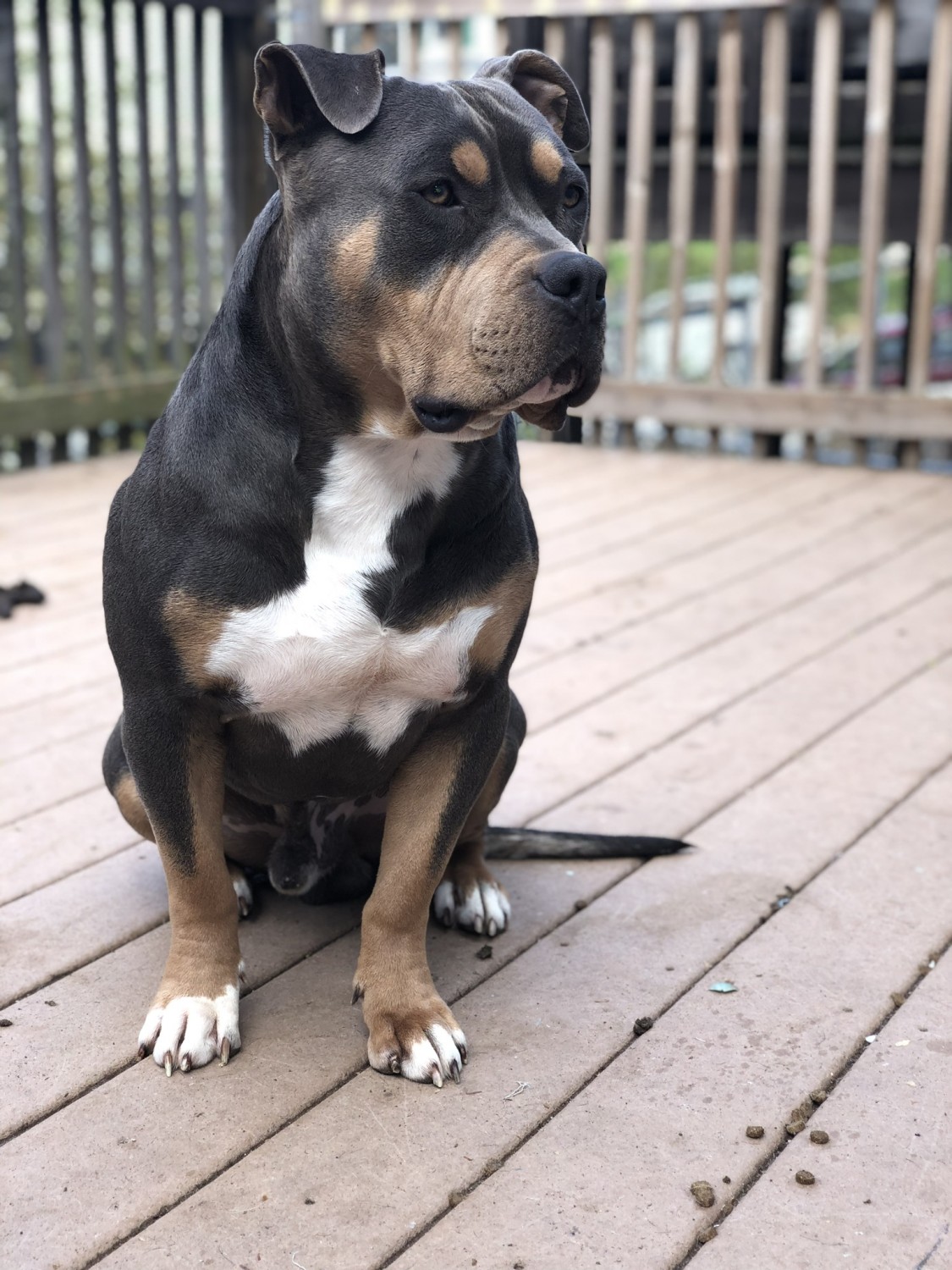 American Bully Puppies For Sale Hazleton, PA 284080