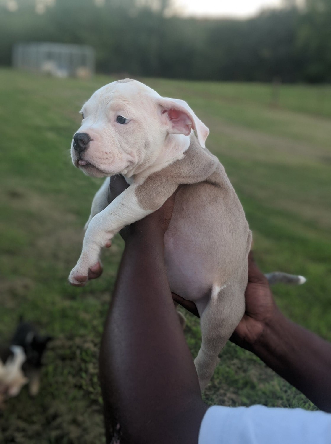 American Bully Puppies For Sale Birmingham, AL 284242