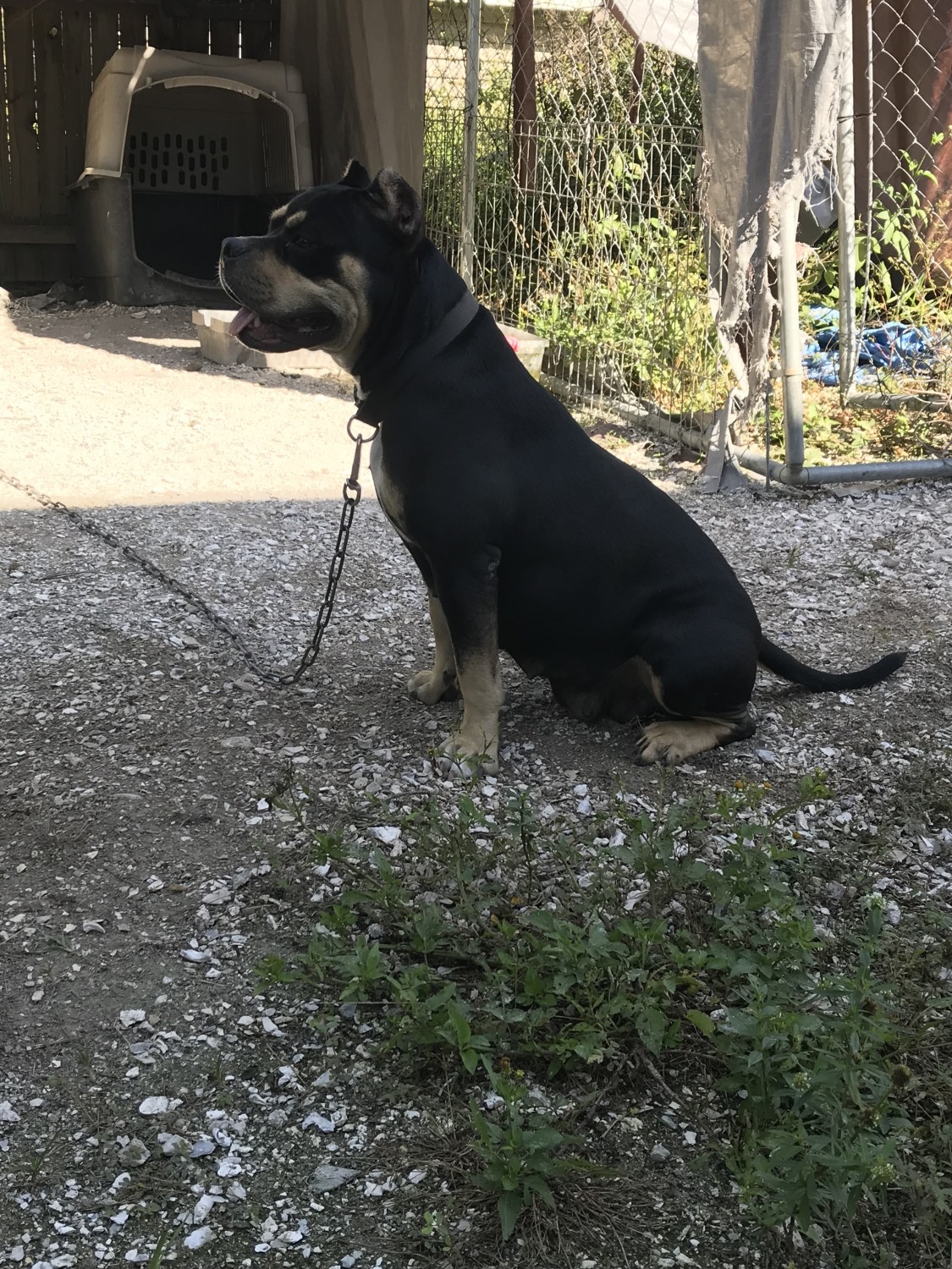 American Bully Puppies For Sale Bradenton, FL 285687