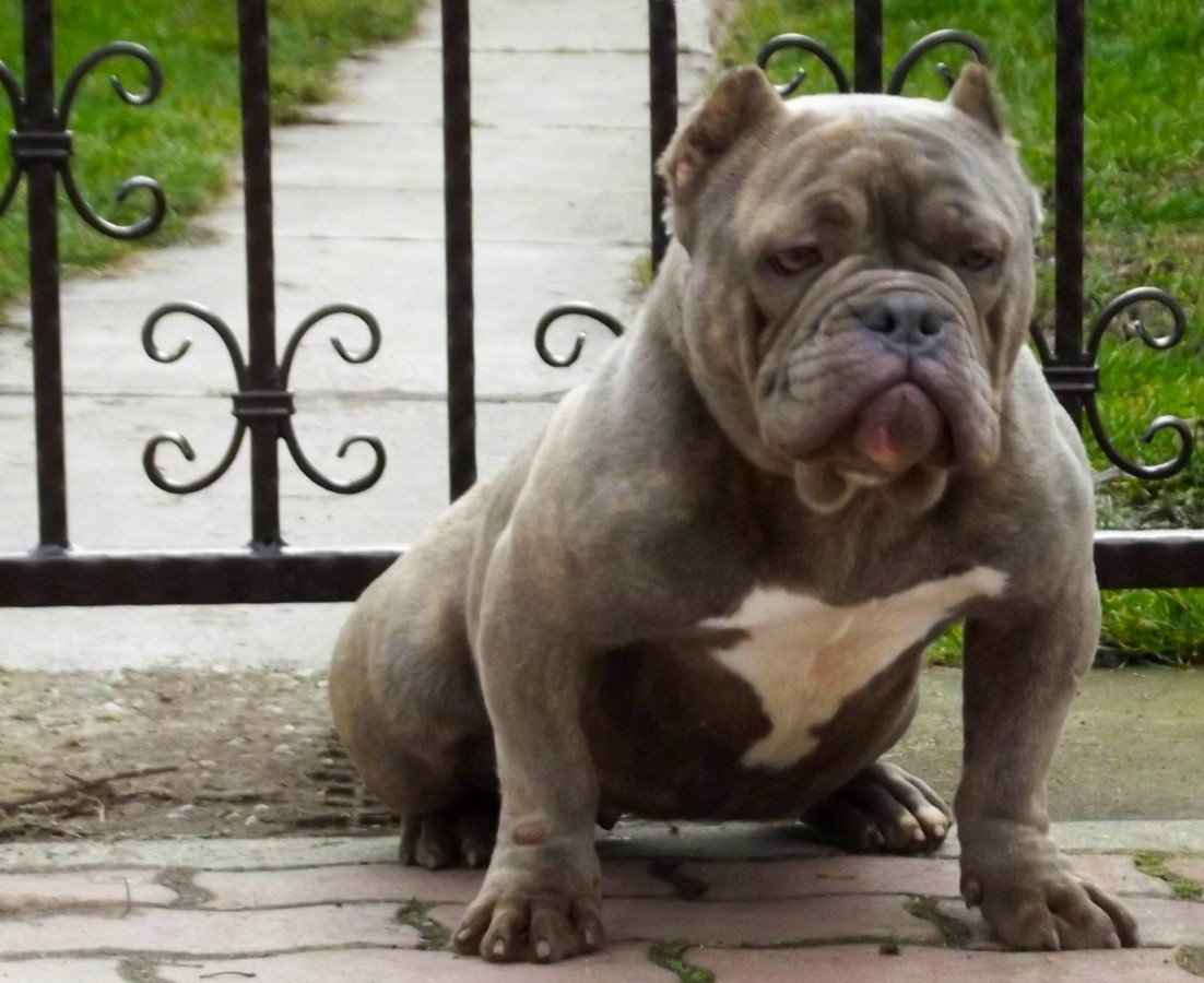 American Bully Vs Yorkshire Terrier Breed Comparison
