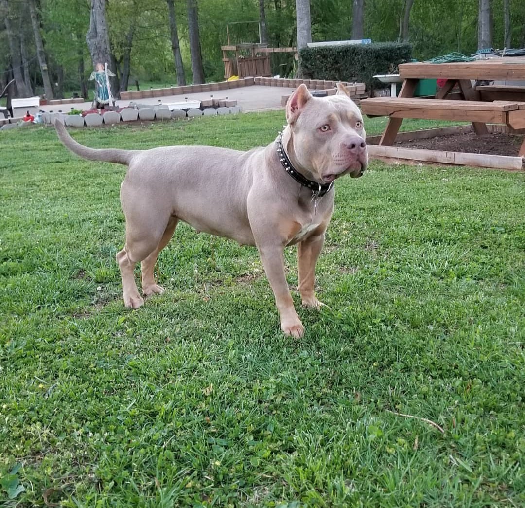 American Bully Puppies For Sale Dobson, NC 285971