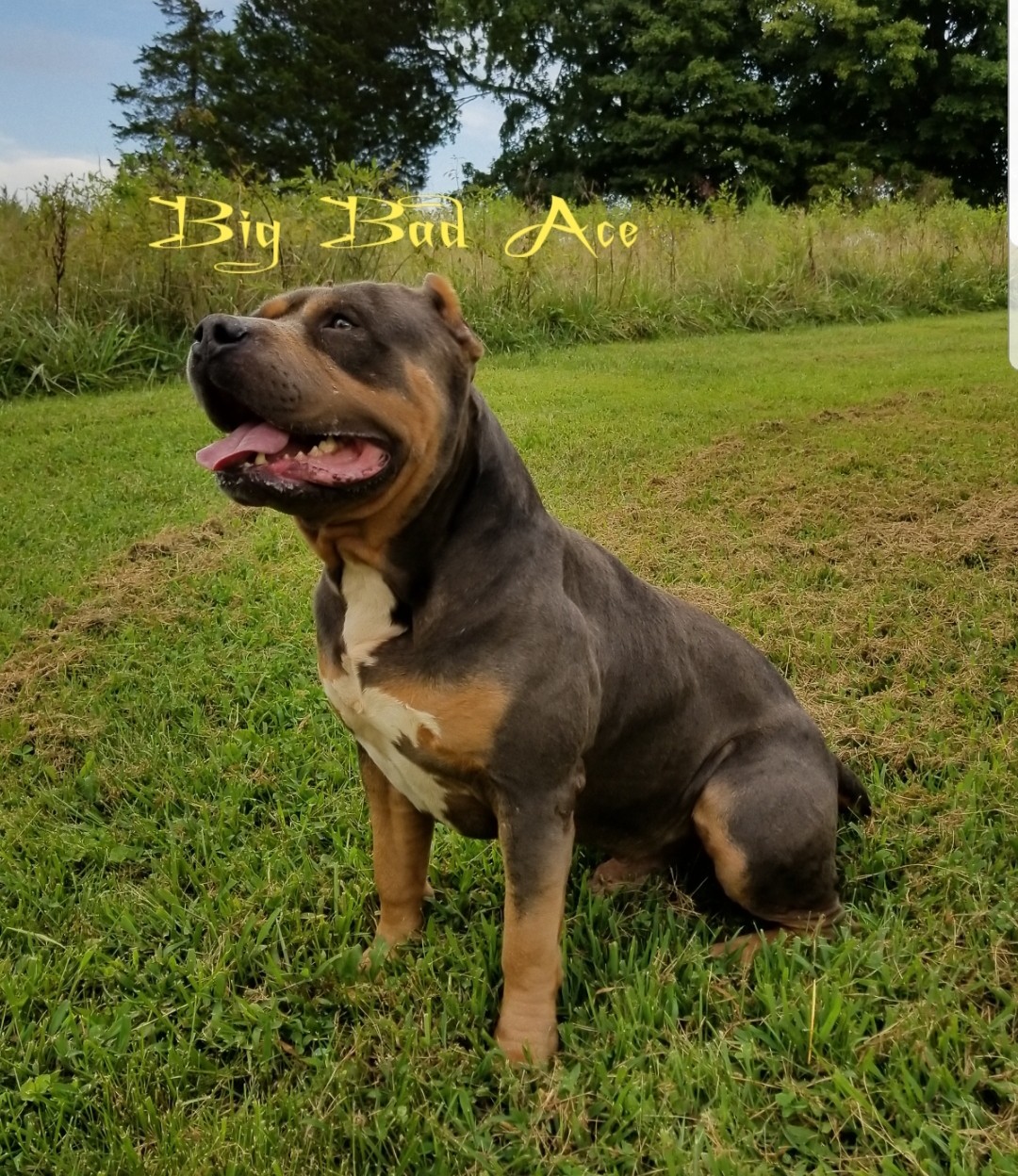 American Bully Puppies For Sale Dobson, NC 285971