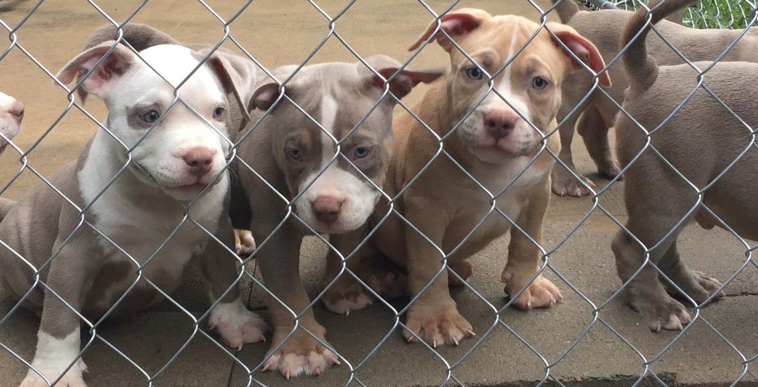 American Bully Puppies For Sale | Katy, TX #286220