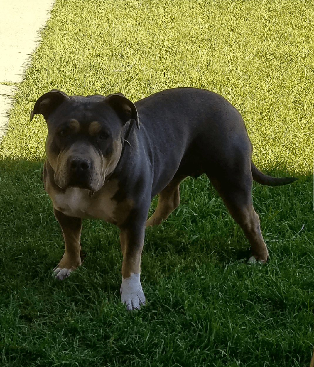 American Bully Puppies For Sale Denver, CO 286716