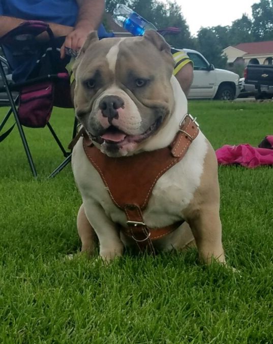 American Bully Puppies For Sale Denver, CO 286716