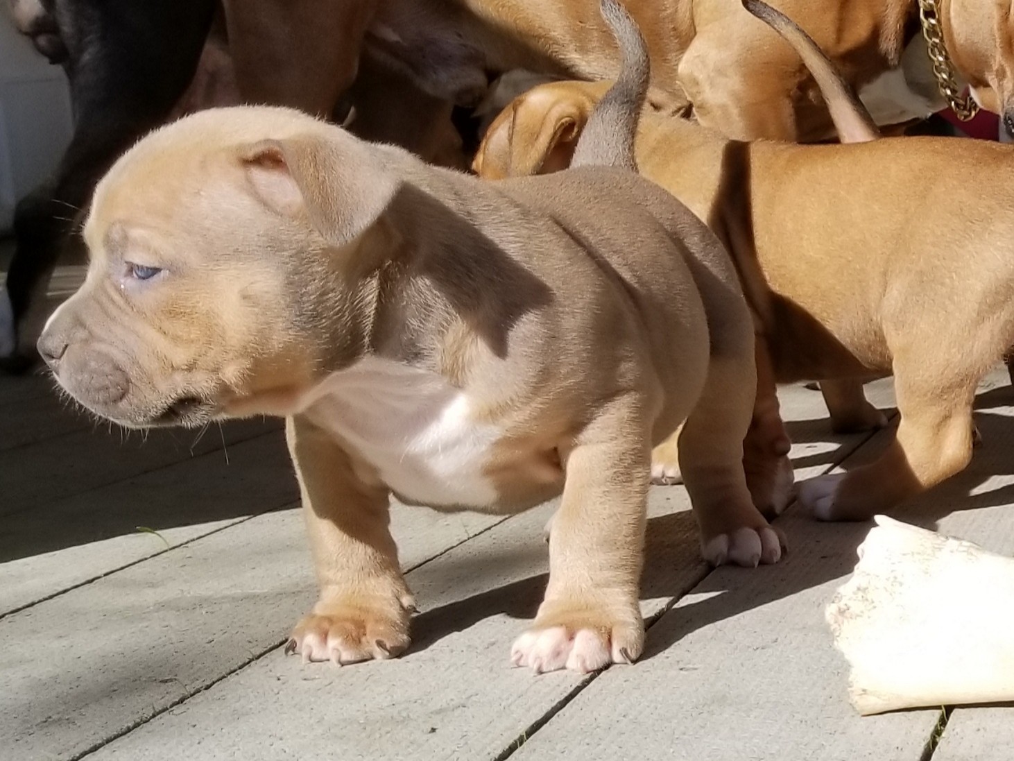 American Bully Puppies For Sale Vallejo, CA 286762
