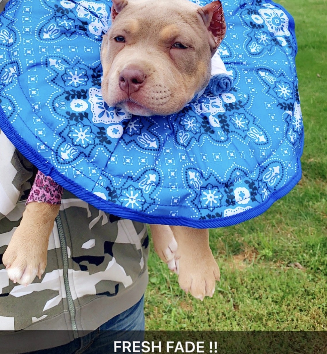 American Bully Puppies For Sale Flint, MI 287001