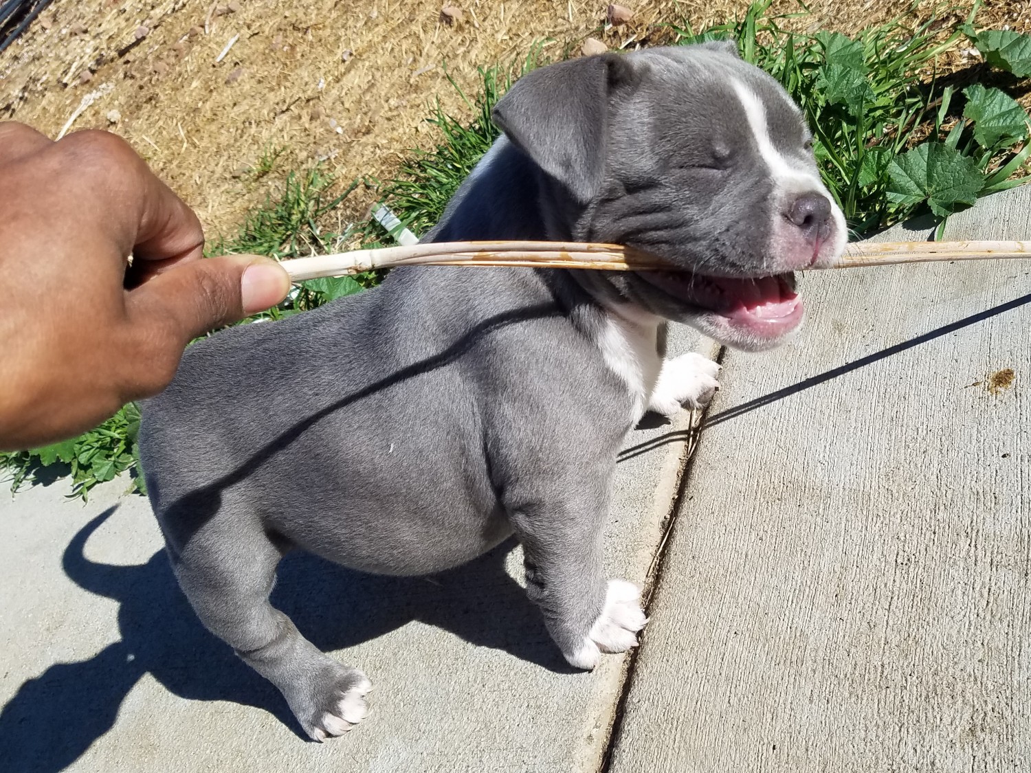American Bully Puppies For Sale Palmdale, CA 287278