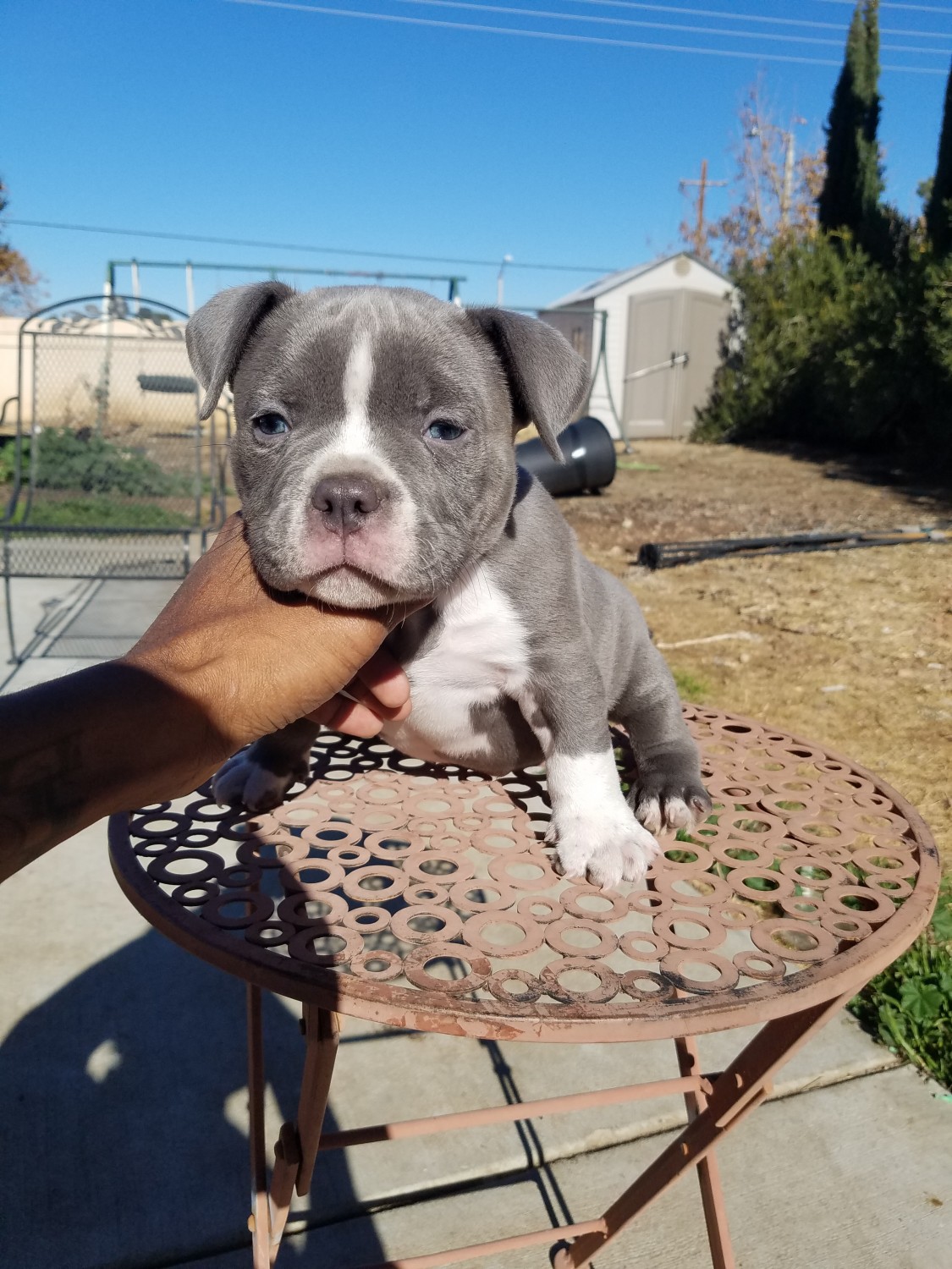 American Bully Puppies For Sale Palmdale, CA 287278