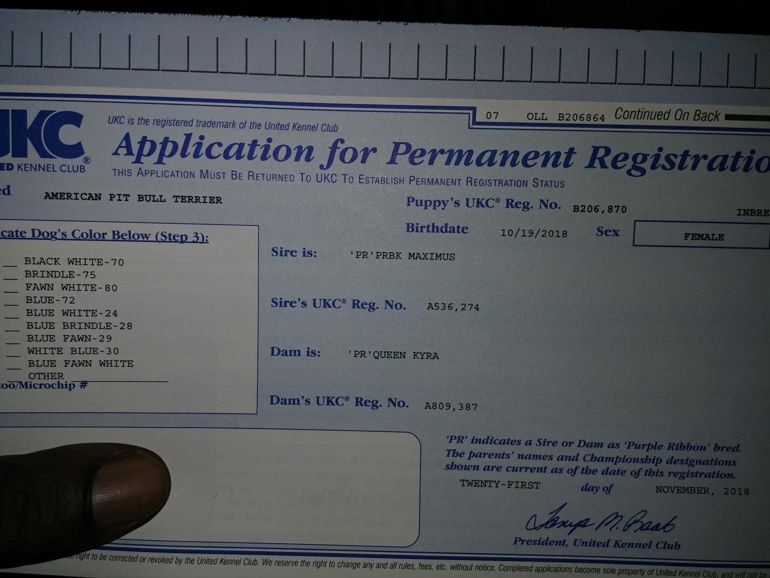 American Bully Puppies For Sale Hampton, VA 288017