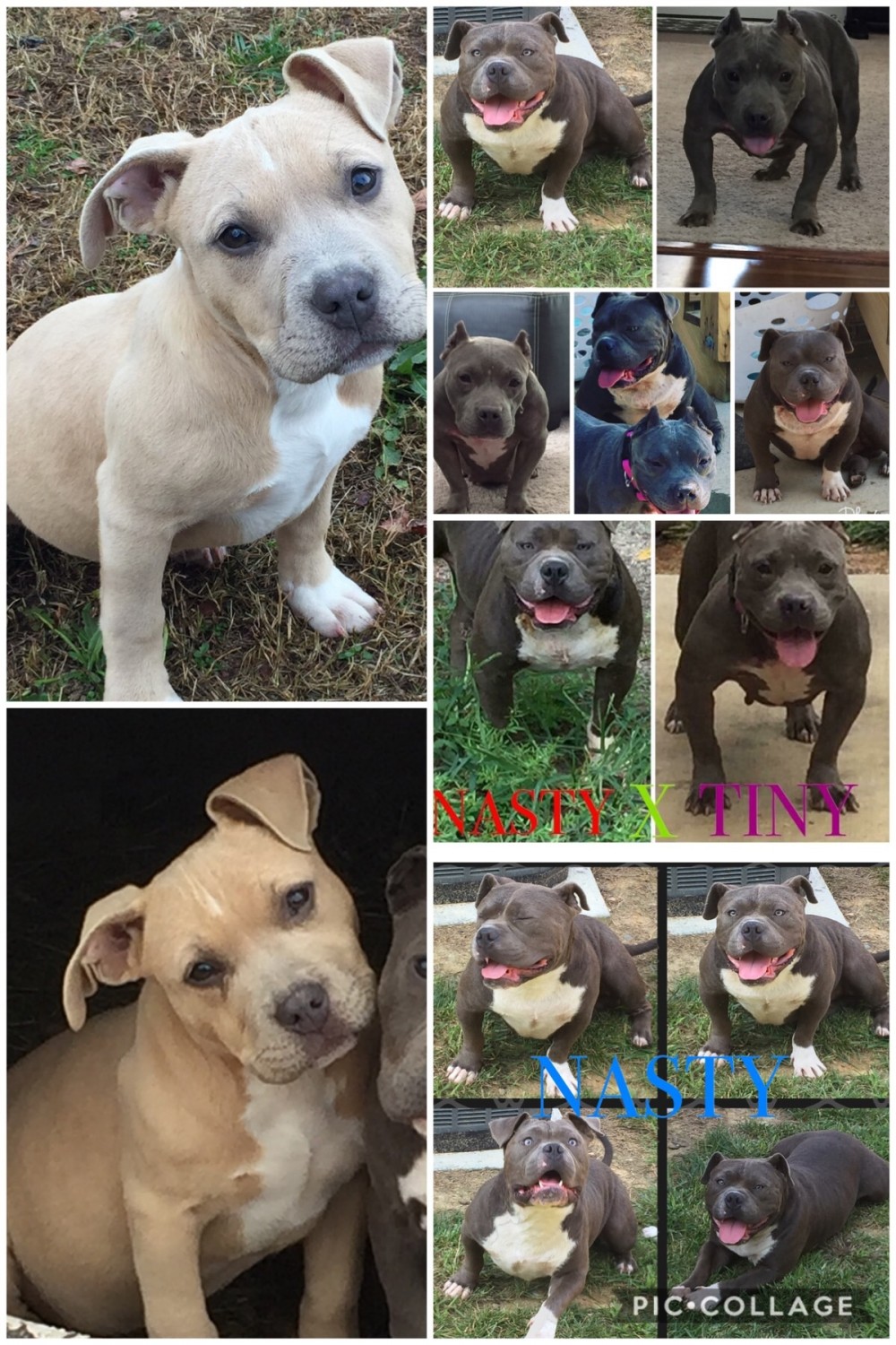 American Bully Puppies For Sale Kenly, NC 288535