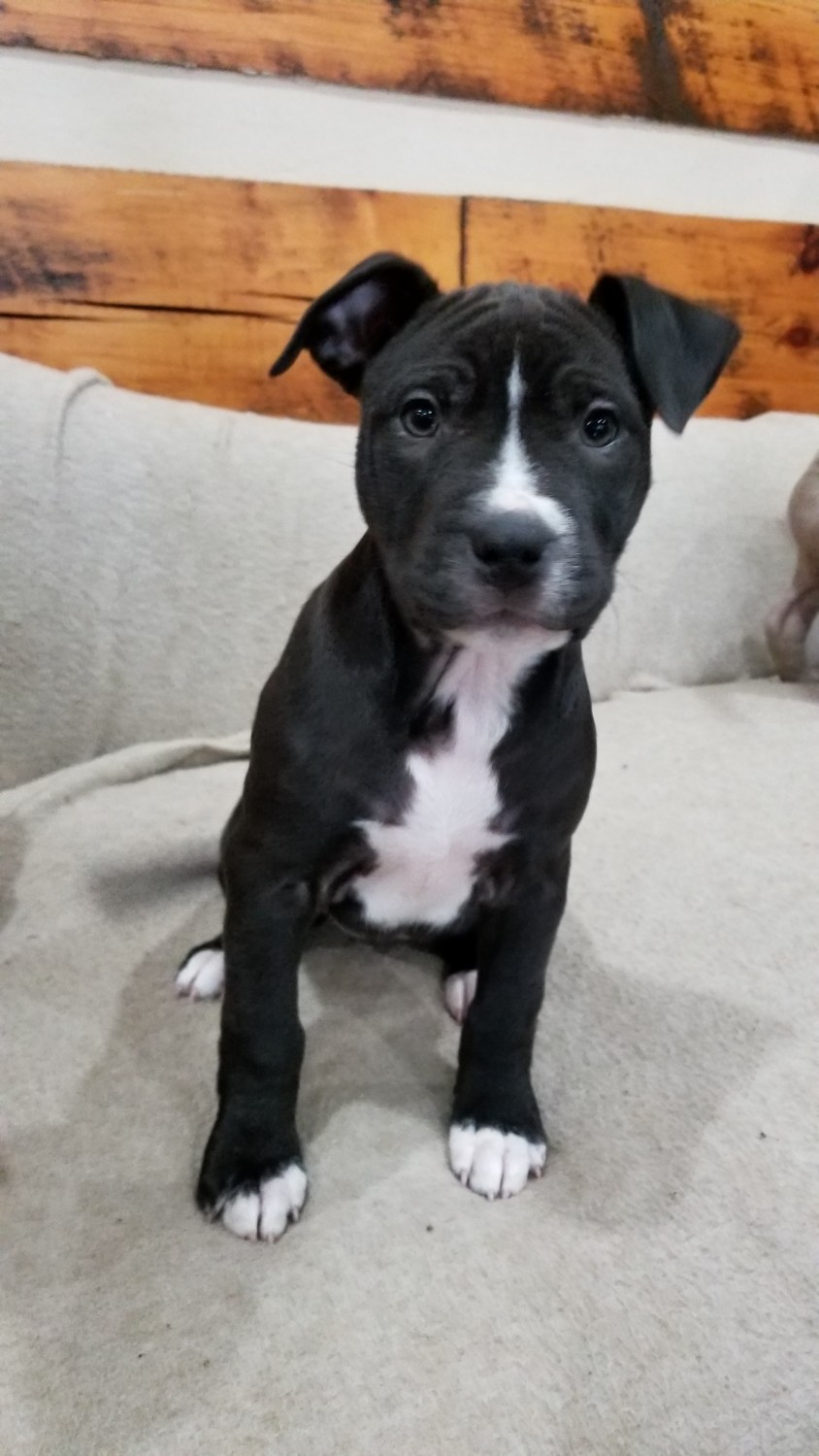 American Bully Puppies For Sale Camden, TN 289289