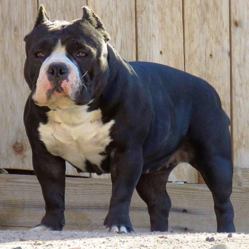 American Bully Puppies For Sale Table Mountain Boulevard, CA 291108