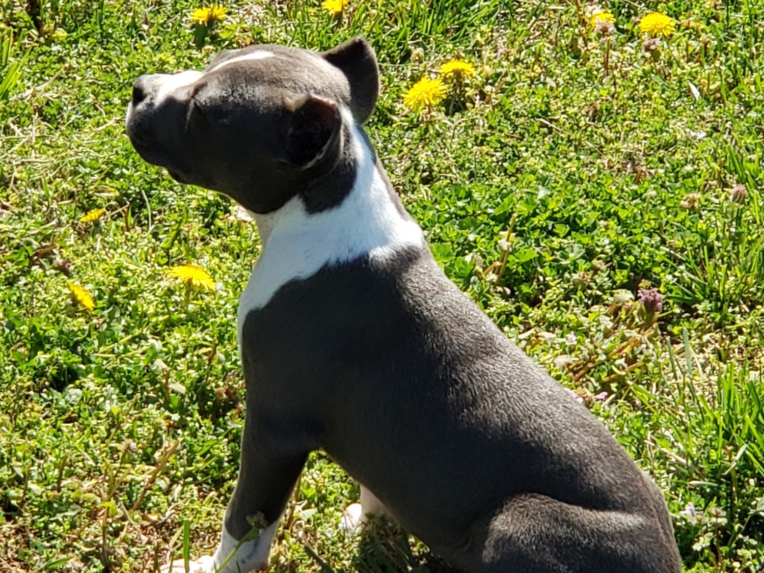 American Bully Puppies For Sale Bolivar, MO 295650