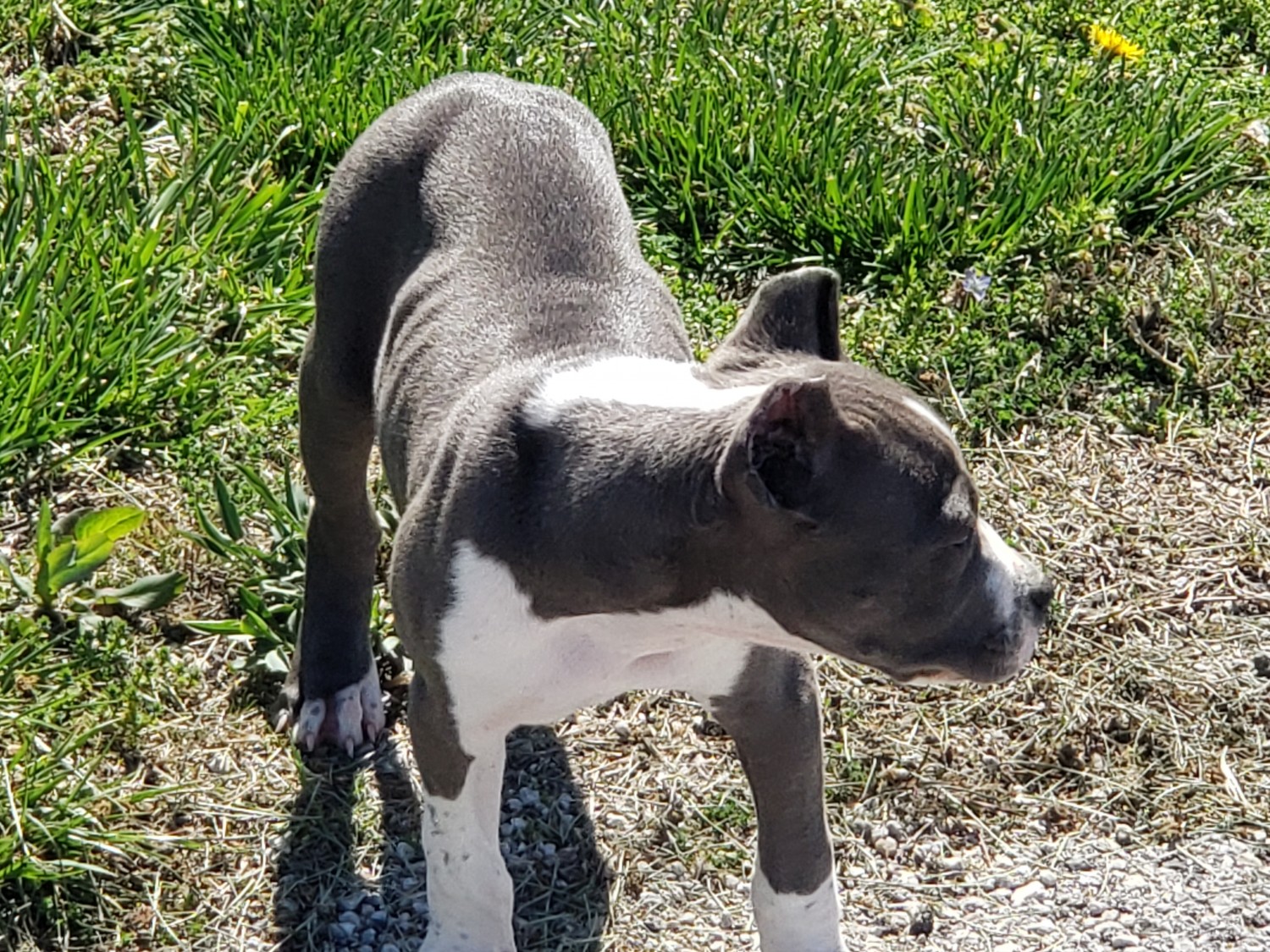 American Bully Puppies For Sale Bolivar, MO 295650