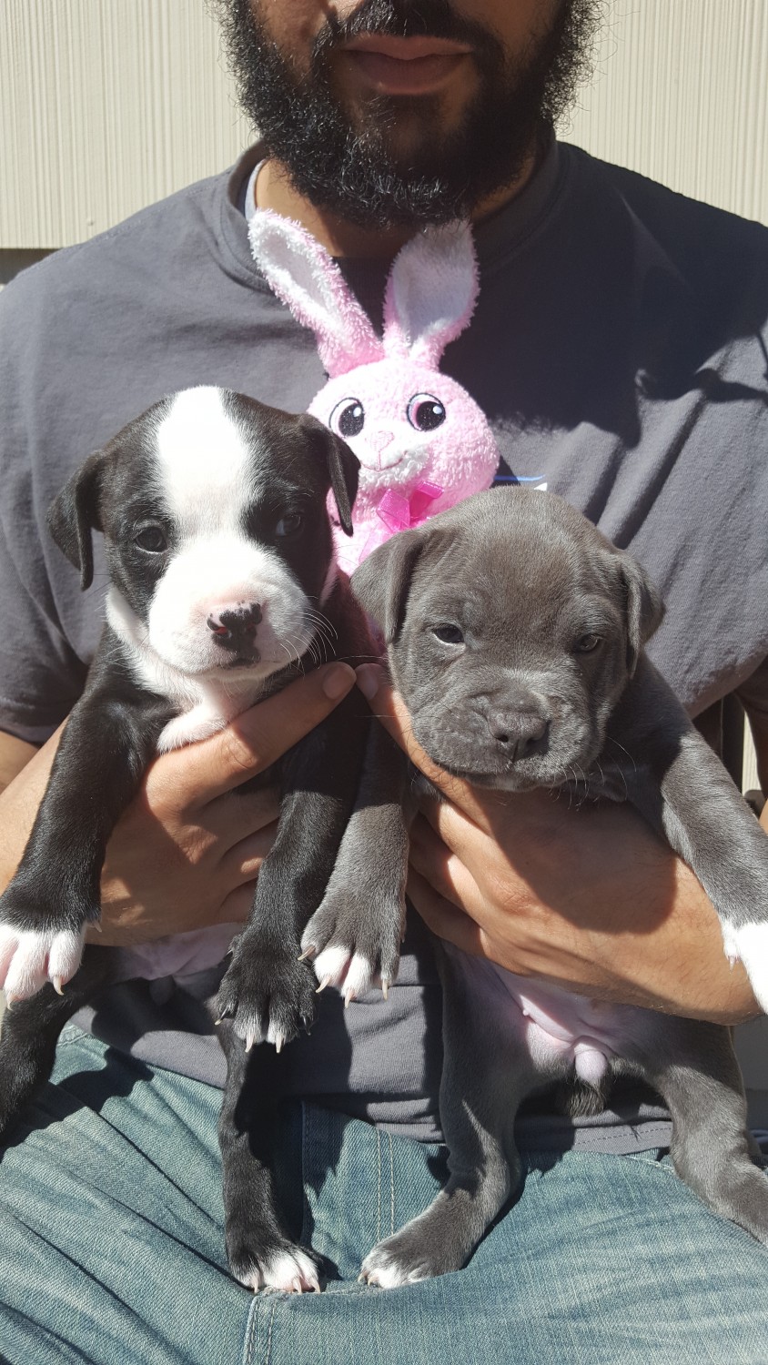 American Bully Puppies For Sale | Apple 