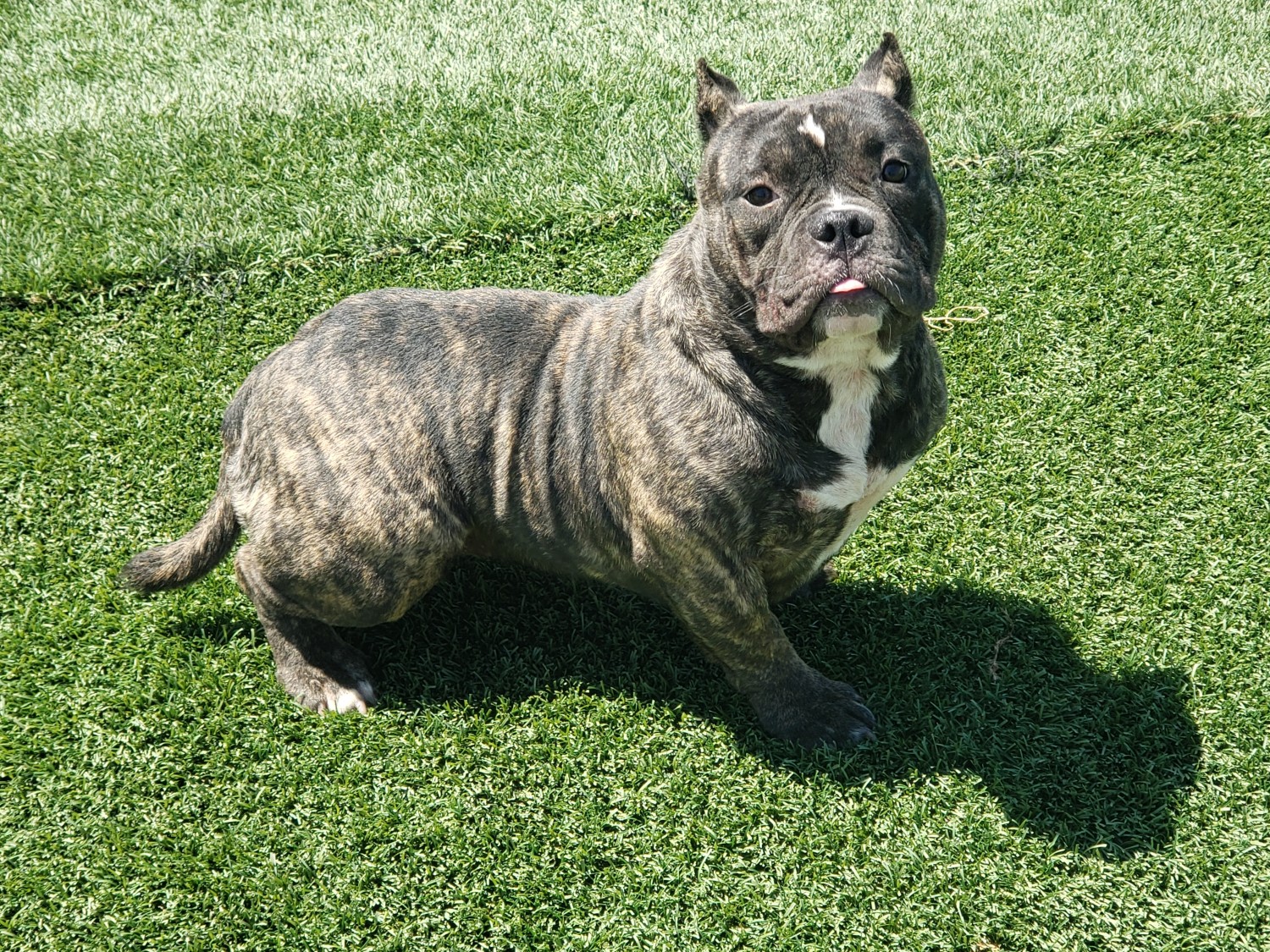 American Bully Puppies For Sale Los Angeles, CA 299614