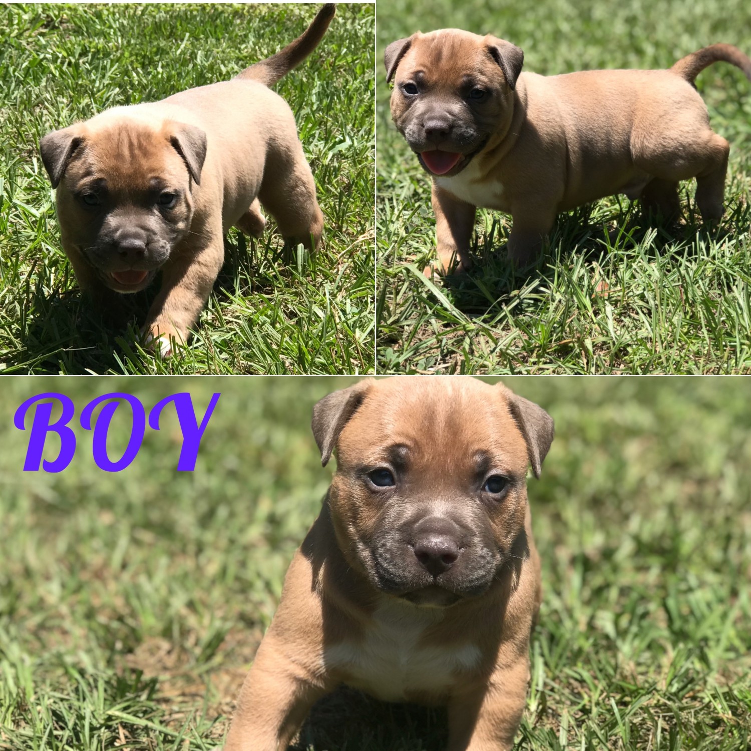 American Bully Puppies For Sale Ocala, FL 300044