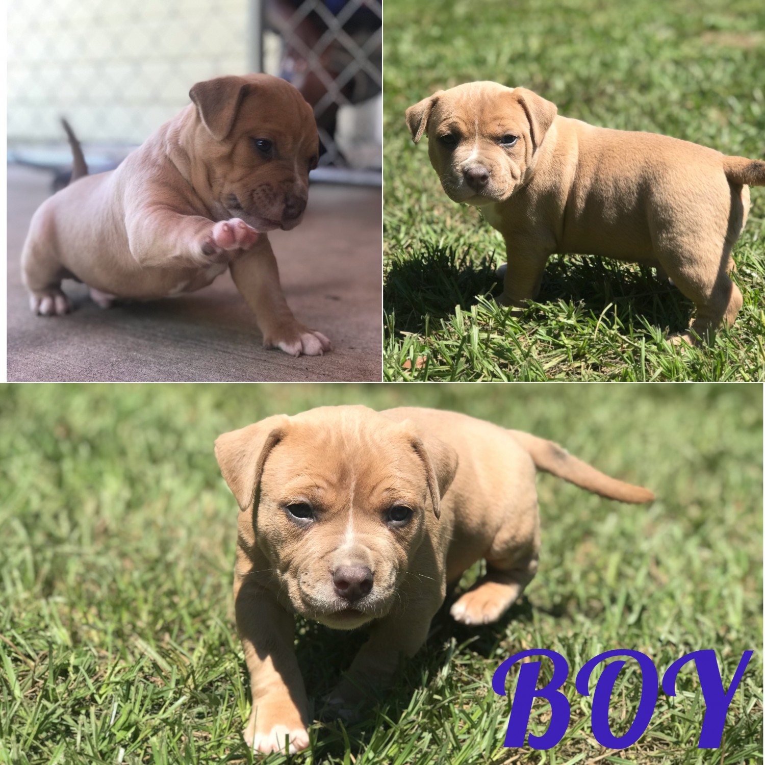 American Bully Puppies For Sale Ocala, FL 300044
