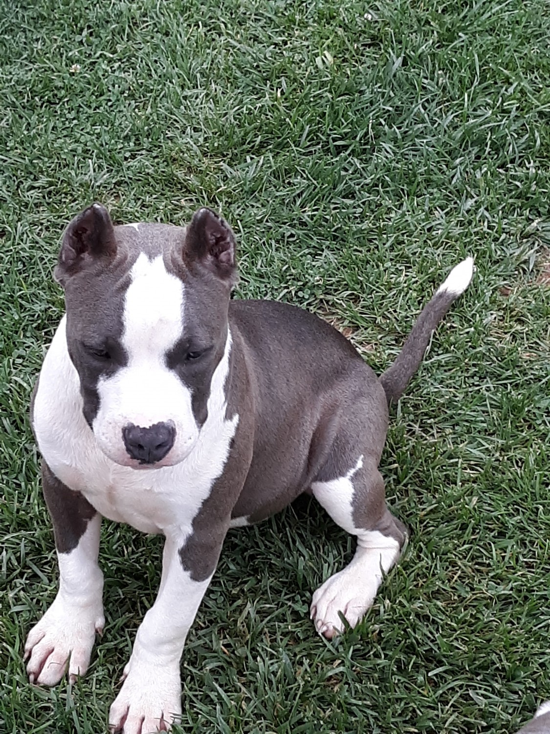 American Bully Puppies For Sale Marion, VA 302410