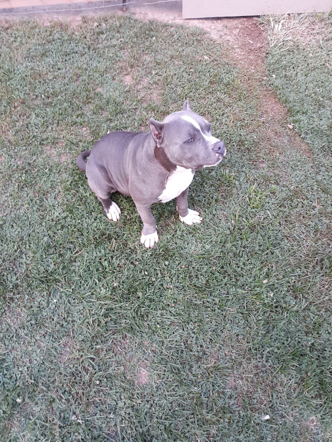 American Bully Puppies For Sale Marion, VA 302410