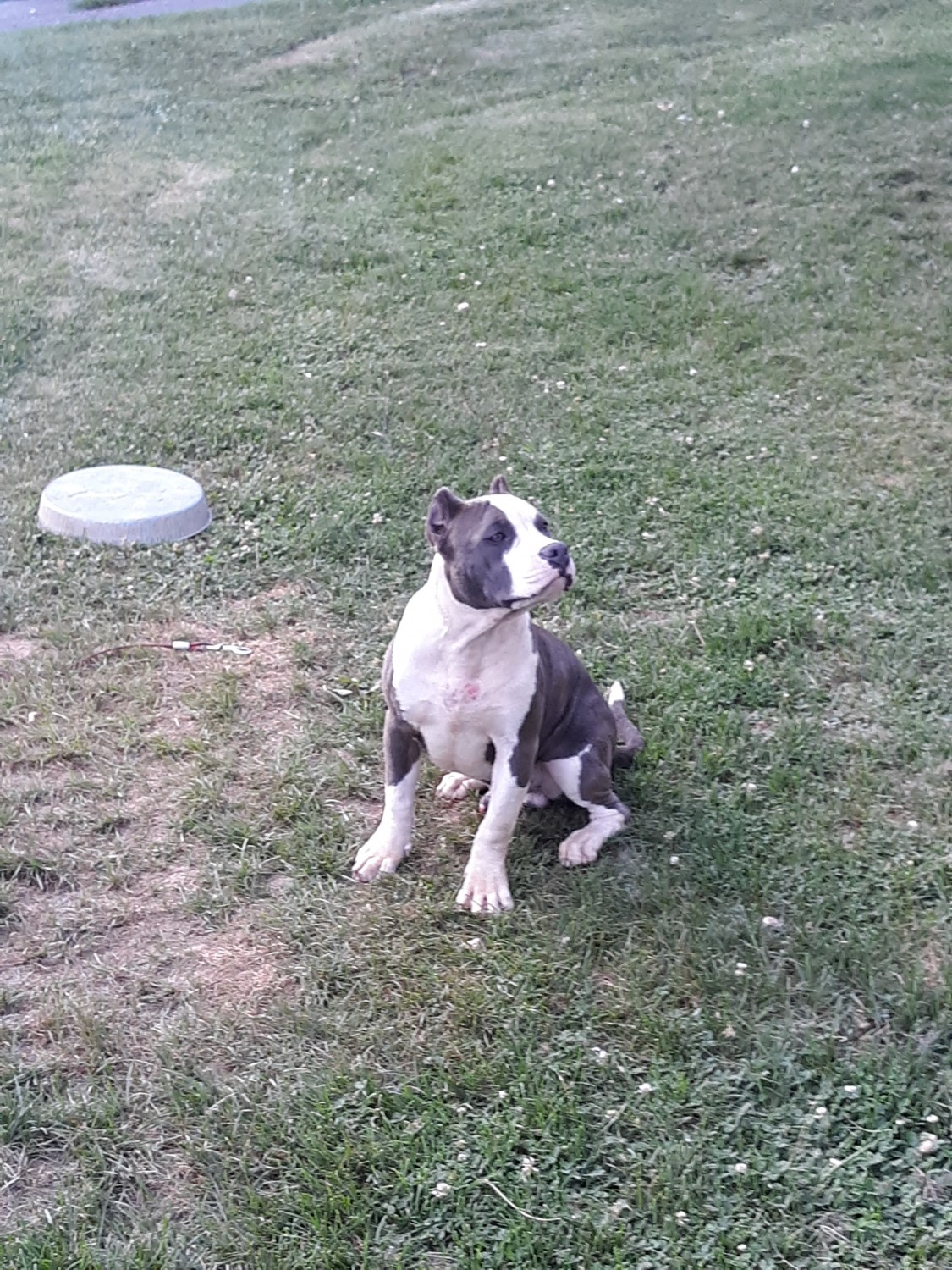 American Bully Puppies For Sale Marion, VA 302410