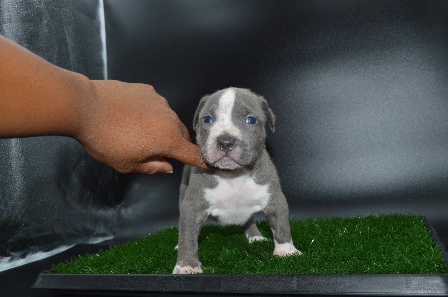 American Bully Puppies For Sale Toms River, NJ 303374