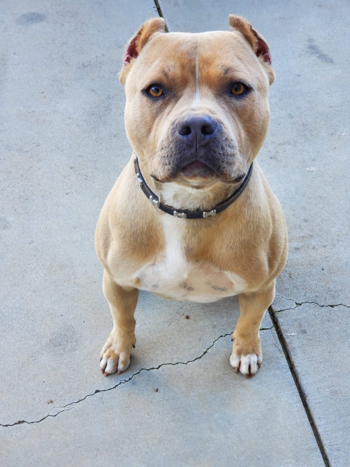 American Bully Puppies For Sale Elk Grove, CA 303985