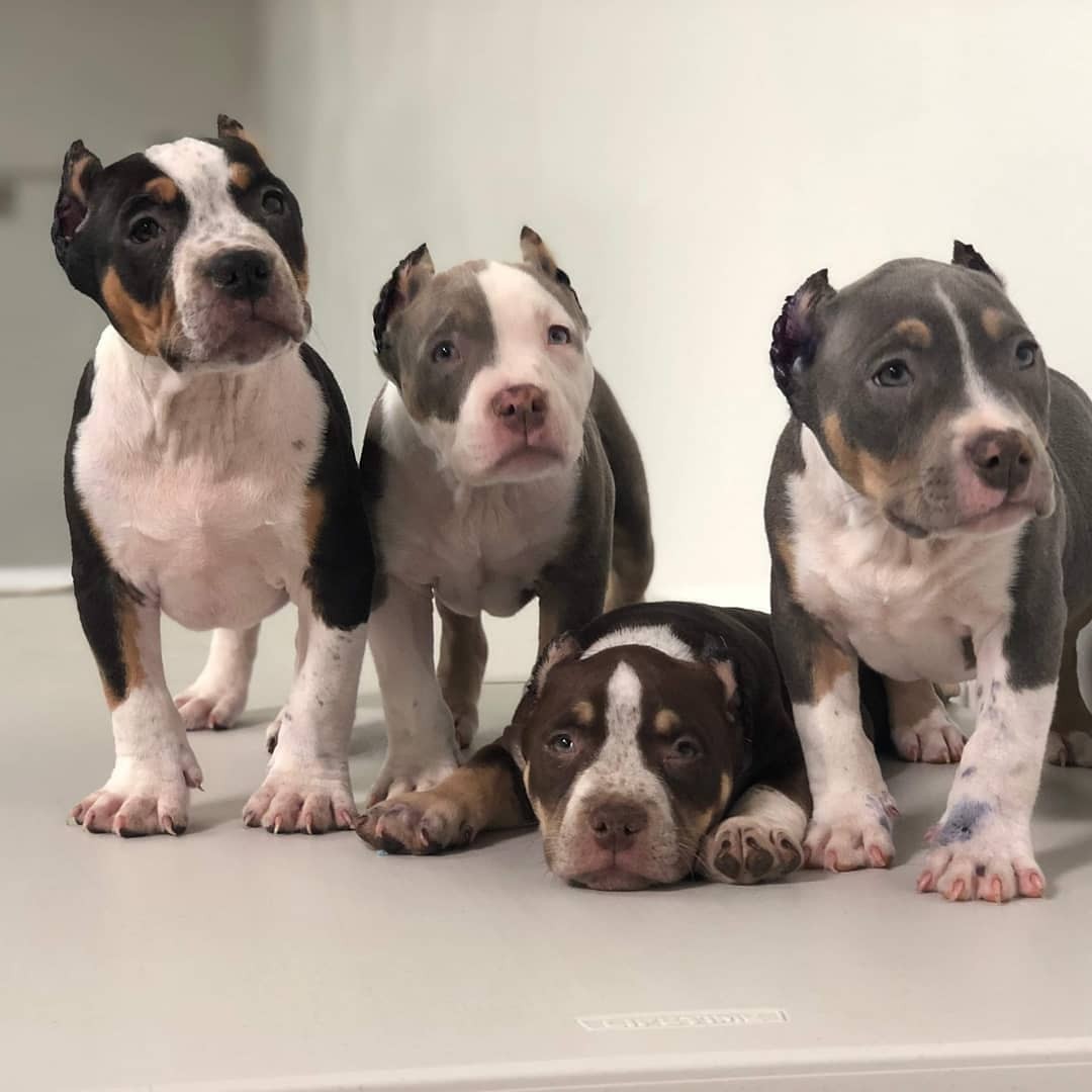 American Bully Puppies For Sale McFarland, CA 305711