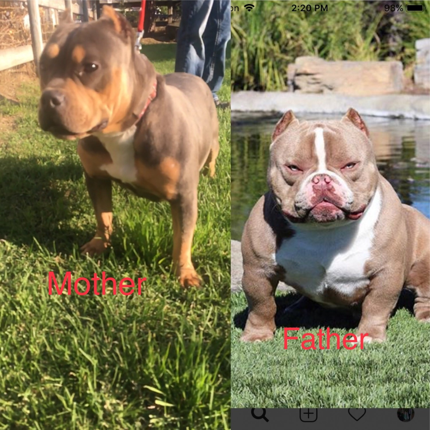 American Bully Puppies For Sale Ceres, CA 306361
