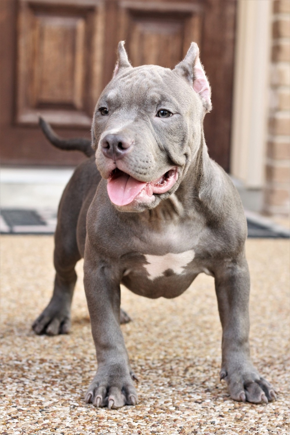 American Bully Puppies For Sale San Antonio, TX 308398