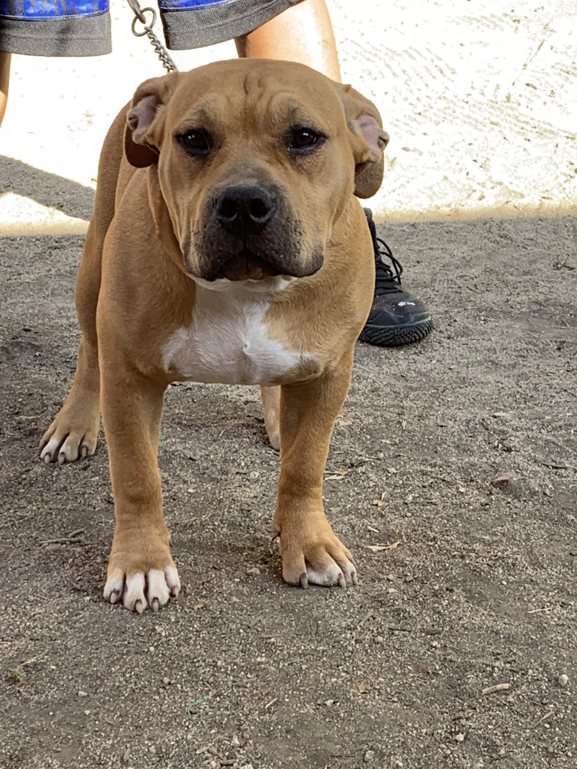 American Bully Puppies For Sale Colorado Springs, CO 308482
