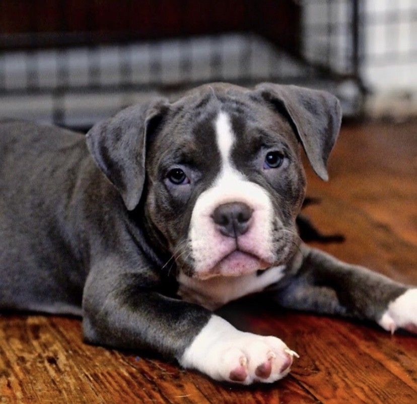 American Bully Puppies For Sale Jersey City, NJ 309183
