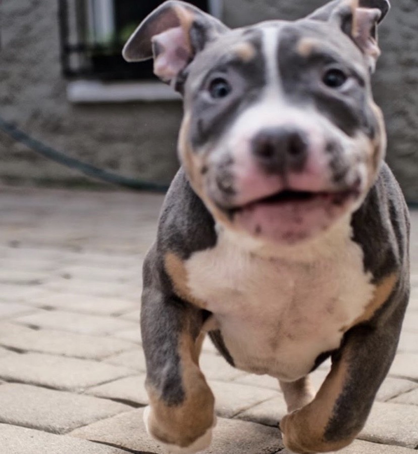 American Bully Puppies For Sale Jersey City, NJ 309183