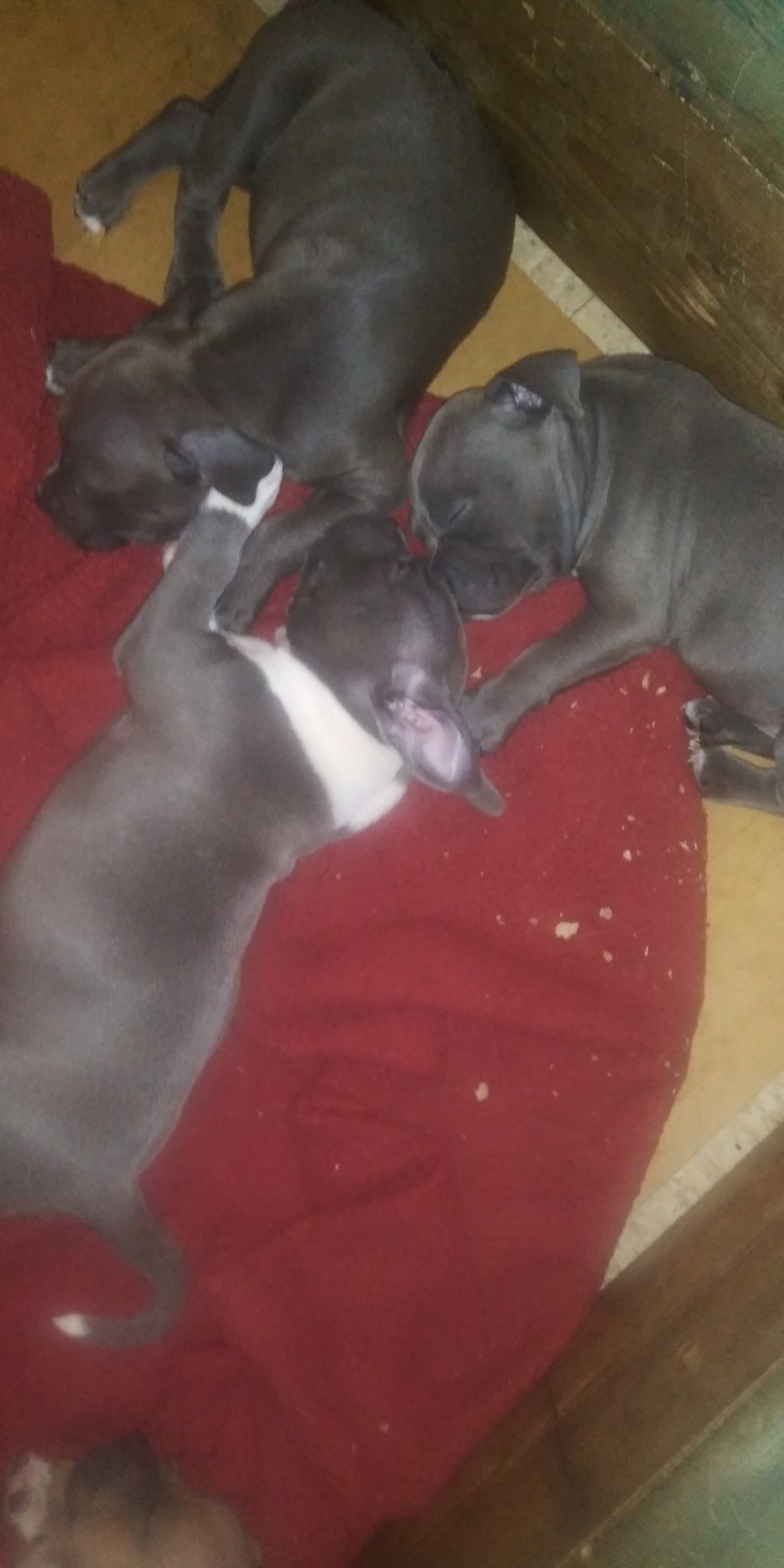 abkc puppies for sale