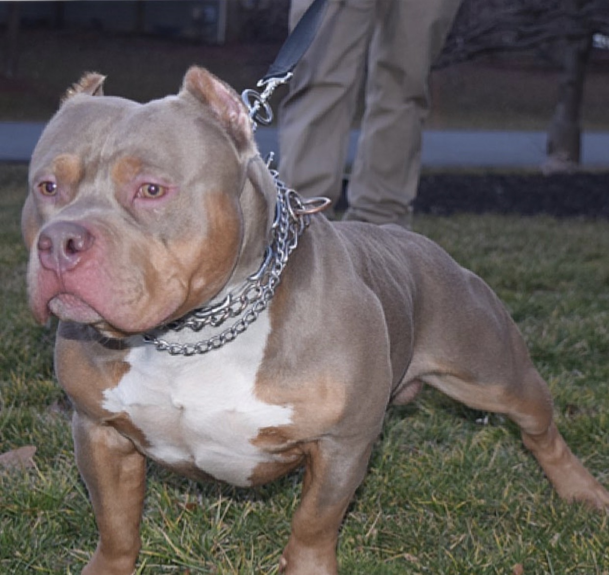American Bully Puppies For Sale South Jersey, NJ 311544