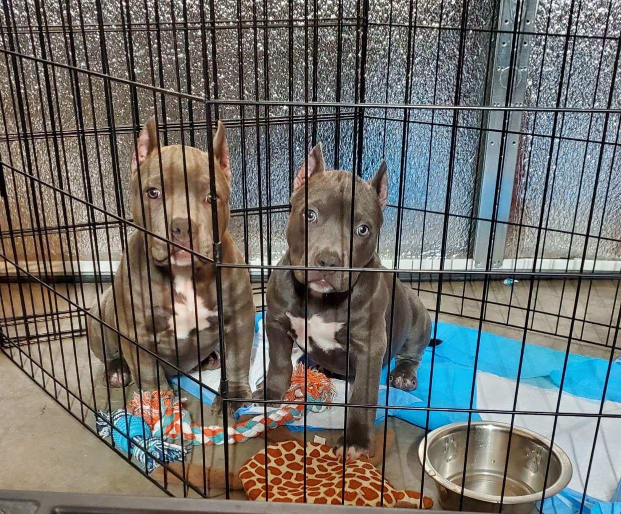 American Bully Puppies For Sale Las Vegas, NV 311776