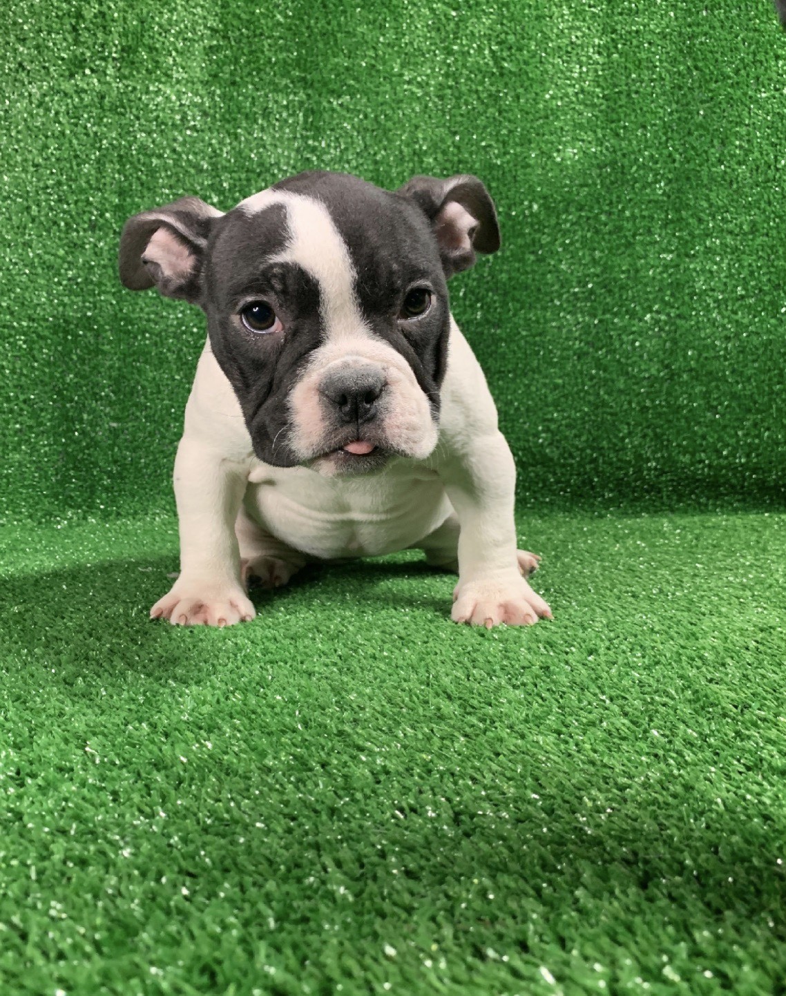 American Bully Puppies For Sale Queens, NY 313973