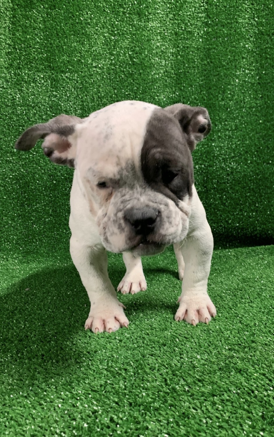 American Bully Puppies For Sale Queens, NY 313974