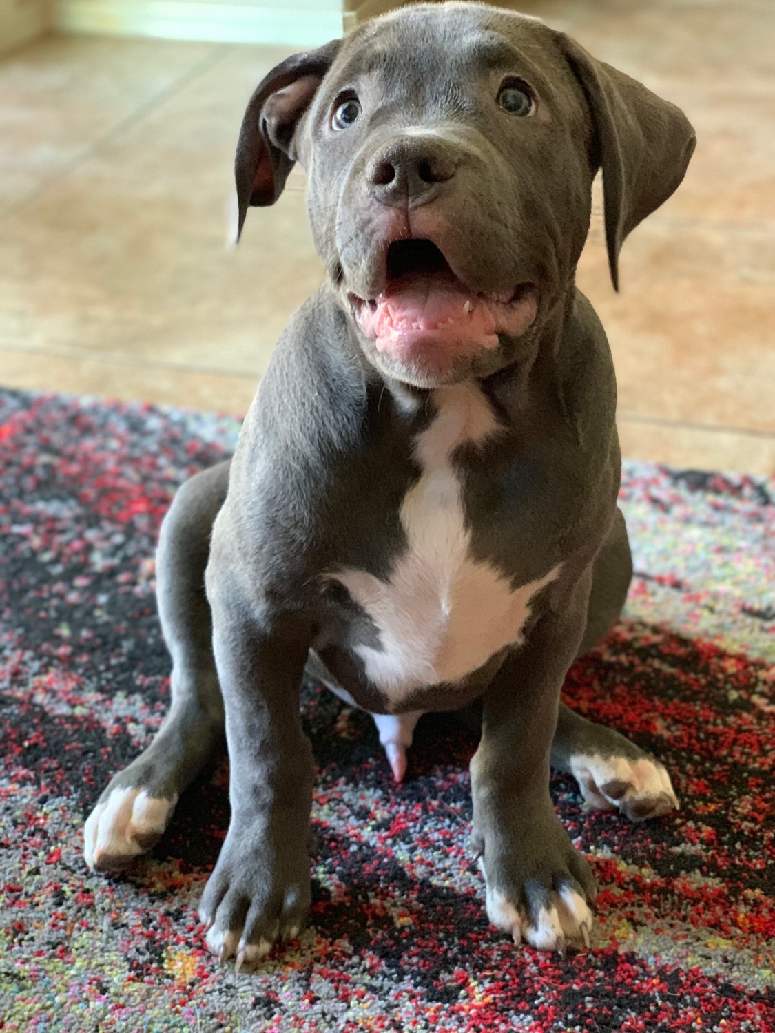 American Bully Puppies For Sale Chandler, AZ 315311