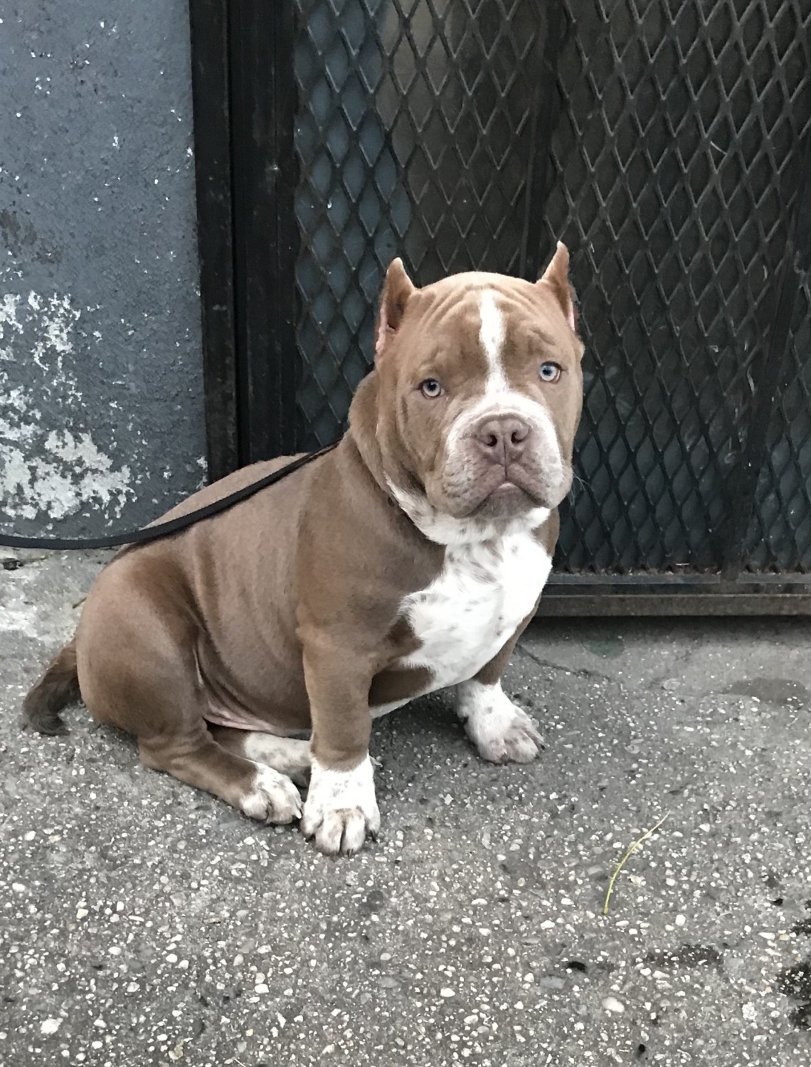 American Bully Puppies For Sale The Bronx, NY 315561